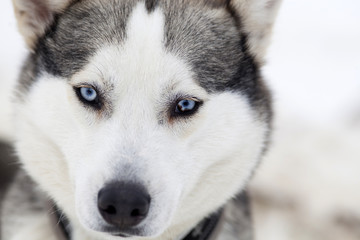 Husky portrait