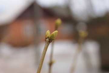Почки сирени в марте