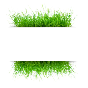 juicy grass under a sheet of white paper