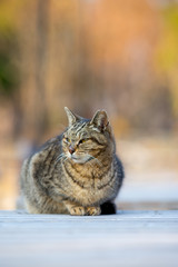 比較的日当たりの良い場所で休むのらねこ