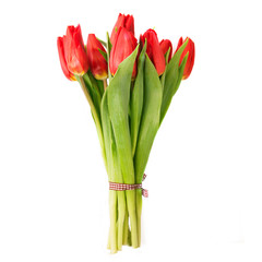 Beautiful tulips over white