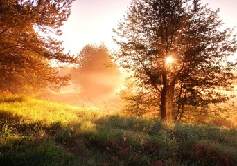 Fototapeta na wymiar Sunrise in foggy forest