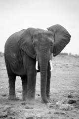 Fototapeta na wymiar Elephant qui lève l'oreille N&B