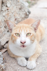 Thai cat tiger striped is crouching on the street  ,  Focus on e
