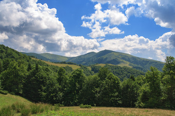 Fototapeta na wymiar Beech forest on the slopes of the Carpathians