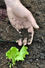 terreau pour potager