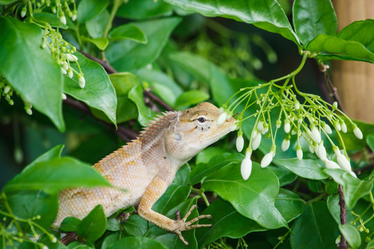 Lizards eat insects on trees