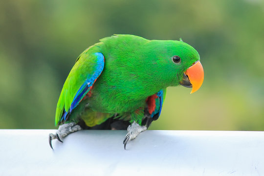 Beautiful of green eclectus parrots