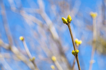 spring buds on a background of the sky