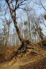 Tree scarp