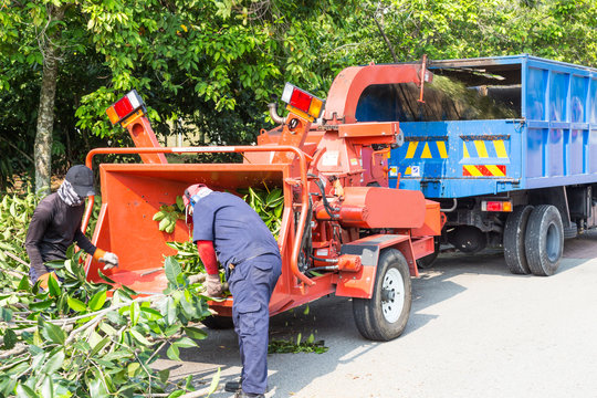 Workers loading tree into the wood chipper to shed