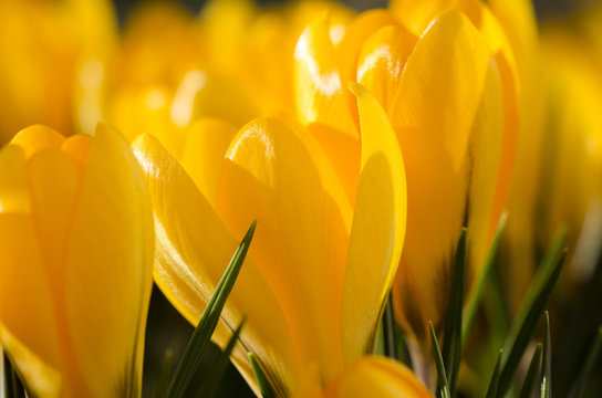 Fototapeta crocus yellow
