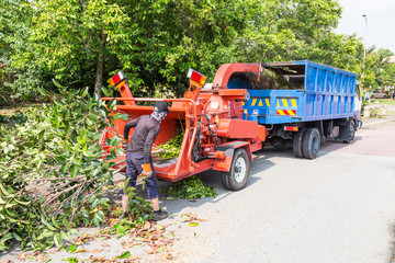 Workers loading tree into the wood chipper to shed