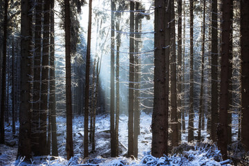 Lichtstrahlen im Winter Wald