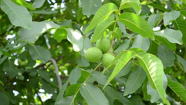 Green Walnuts in Tree