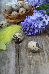 Easter composition with quail eggs and hyacinth