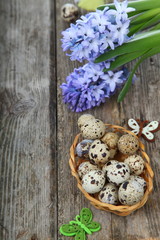 Easter composition with quail eggs and hyacinth
