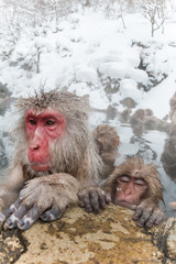 親子で温泉、ニホンザル Parent and child Japanese monkey  hot spring