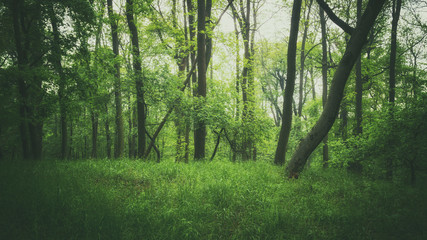 Naklejka premium Momente im Wald