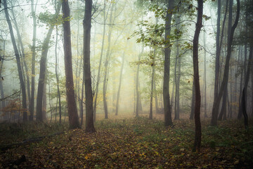 Vorherbstliche Nebelstimmung im Wald