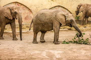 African elephants feeding, Lisbon zoo