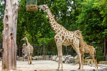Giraffe feeding in garden, Lisbon zoo