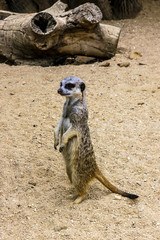 Fototapeta premium Meerkat standing