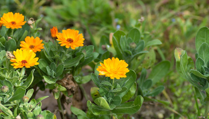 Fleurs oranges
