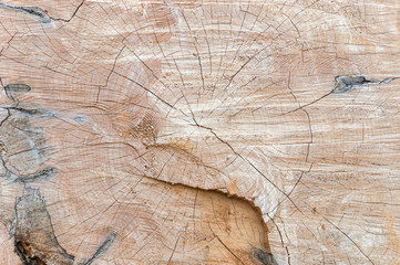 Tree trunk texture or background