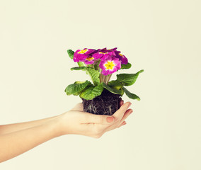 woman's hands holding flower in soil