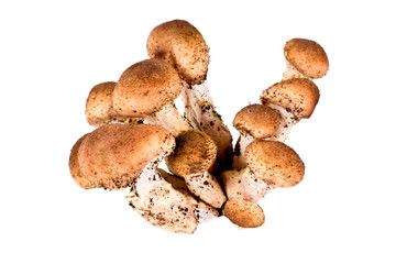 Honey fungus, or Armillaria or оpenky