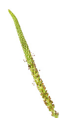 Blossoming plantain