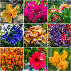 Collage: Tropical flowers in Madeira