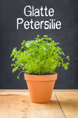 Glatte Petersilie in einem Tontopf