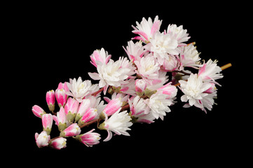 Fuzzy Deutzia Flowers on Black Background