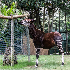 Okapi feeding, Lisbon zoo