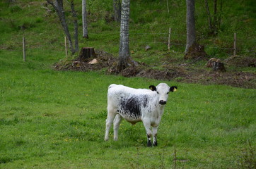 Obraz premium One white calf