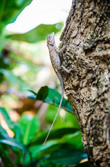 Thai native lizard or chameleon on tree