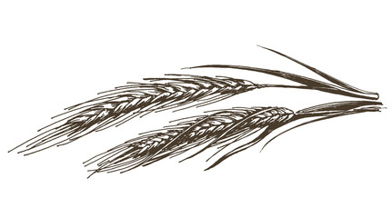 wheat vector logo design template. food or grain icon. - obrazy, fototapety, plakaty