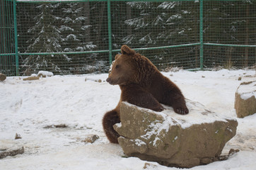 Сute bear