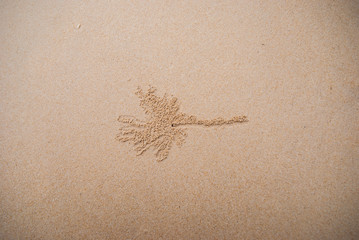 Sand design by small crab on the beach, House of small crab on t