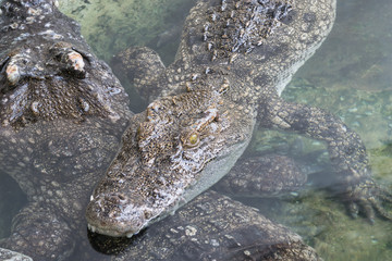 Crocodile