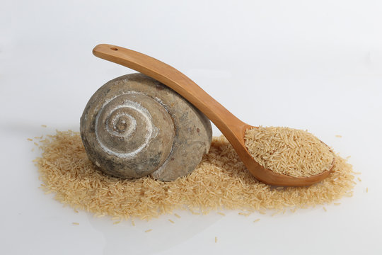 Fosil de caracol con arroz