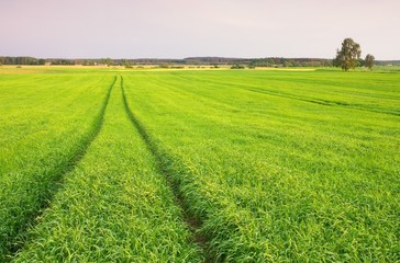 Young green cereal field