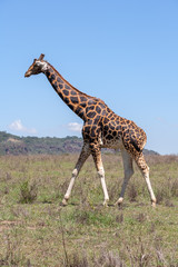 Obraz premium giraffe on a background of grass