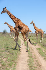 Giraffes herd in savannah