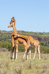 three giraffes herd in savannah