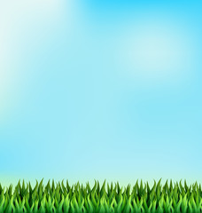 Fototapeta na wymiar Green grass lawn on blue sky. Floral nature spring background