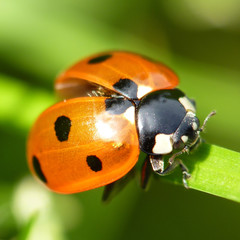 Marienkäfer...Ladybug