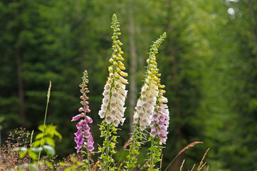 Fingerhut - Digitalis